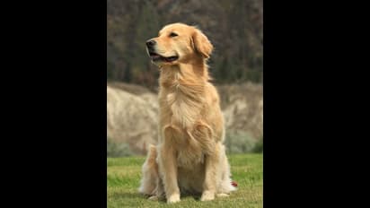 Heat Strokes In Dogs : நாய்களை தாக்கும் 'ஹீட் ஸ்ட்ரோக்'... இப்படி கவனித்து கொள்ளுங்கள்!