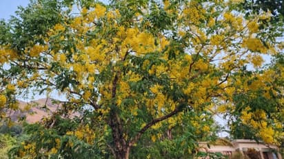 നാടെങ്ങും പൂത്തങ്ങനെ നിപ്പാണ്, പക്ഷെ വിഷുക്കണിക്ക് ഇതൊരു കെണിയാകും! മുമ്പത്തെ വില തന്നെ ഒരു പിടിക്ക് 25 വരെ