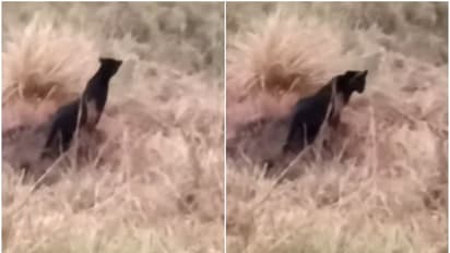 മൂന്നാറില്‍ കണ്ട 'അജ്ഞാതജീവി'യെ തിരിച്ചറിഞ്ഞു; മാസങ്ങള്‍ക്ക് മുമ്പ് കണ്ട അതേ കരിമ്പുലി