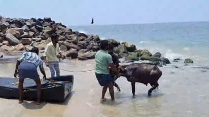 അമ്പലപ്പുഴയിൽ വാഹനത്തിൽ നിന്നിറക്കവെ പോത്ത് വിരണ്ടോടി, പിന്നെ ആകെ പ്രശ്നം, കടലിൽ ചാടി! ഒടുവിൽ രക്ഷിച്ചു
