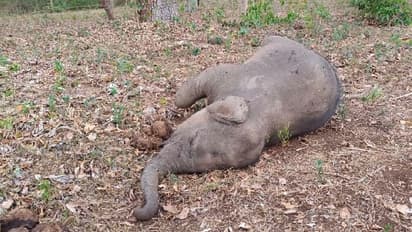 ಚಾಮರಾಜನಗರ: ಬಿಳಿಗಿರಿರಂಗನ ಬೆಟ್ಟದಲ್ಲಿ ಕಾಡಾನೆ ಸಾವು!