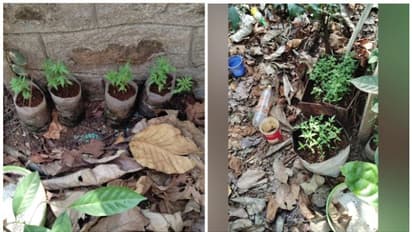 ഫോറസ്റ്റ് ഓഫീസിലെ കഞ്ചാവ് വളർത്തൽ കേസ് കെട്ടിച്ചമച്ചതോ? വനംവകുപ്പിന് സംശയം; റേഞ്ച് ഓഫീസറുടെ നടപടികളിൽ ദുരൂഹത