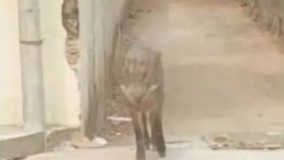 കാട്ടുപന്നിയെ വെടിവയ്ക്കാൻ അനുമതിയായി, തെരഞ്ഞെടുപ്പ് കാലത്ത് തോക്കില്ലാതെ കുടുങ്ങി ബിലാത്തിക്കുളംകാർ