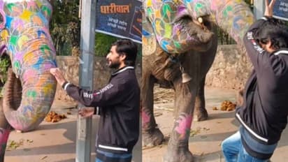 കൊഞ്ചിക്കാൻ ചെന്നു, തൂക്കി ദൂരത്തെറിഞ്ഞ് ആന, യുവാവ് എയറില്‍, ഭയപ്പെടുത്തും ഈ വീഡിയോ