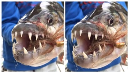 പിരാനയോ സ്രാവോ അല്ല; പക്ഷേ, മുതലയുടെ അസ്ഥികളെ 30 സെക്കന്‍റില്‍ ചവച്ച് അരയ്ക്കും ഇവന്‍  