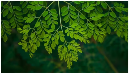 മുടിയെ കരുത്തുള്ളതാക്കാൻ മുരിങ്ങയില ; ഉപയോ​ഗിക്കേണ്ട വിധം