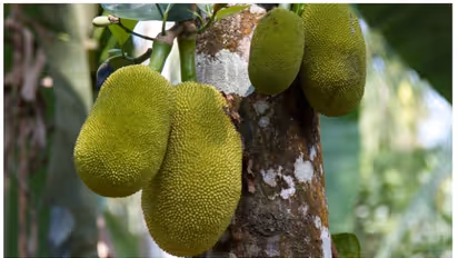 ചക്ക ചില്ലറക്കാരനല്ല ; നിങ്ങൾ അറിഞ്ഞിരിക്കേണ്ട ചക്കയുടെ അതിശയിപ്പിക്കുന്ന ആറ് ഗുണങ്ങൾ