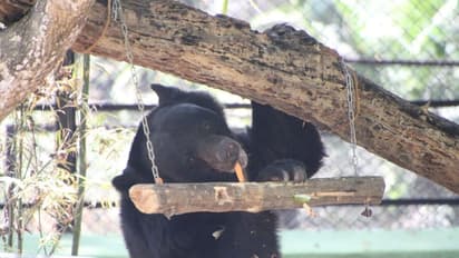 ಬನ್ನೇರುಘಟ್ಟದಲ್ಲಿ ವಿಶ್ವ ಕರಡಿ ದಿನಾಚರಣೆ: ವಿಶೇಷ ಆಹಾರ ನೀಡಿ ಸಂಭ್ರಮಿಸಿದ ಪ್ರವಾಸಿಗರು!