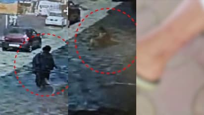 'പുറകിൽ നിന്ന് ചറ പറാന്ന് കടിച്ചു', കോതമംഗലത്തെ പരിഭ്രാന്തിയിലാഴ്ത്തി തെരുവുനായ് ആക്രമണം; 8പേർക്ക് പരിക്ക്