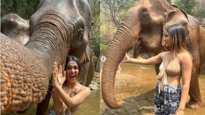 തായ്‌ലാഡില്‍ ആനയെ കുളിപ്പിച്ച് സാനിയ; കുസൃതികാട്ടിയും ഭക്ഷണം കൊടുത്തും താരം- വീഡിയോ