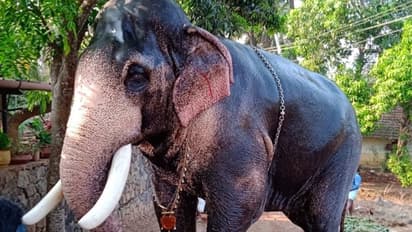 ആനപ്രേമികളുടെ പ്രിയപ്പെട്ട കൊമ്പൻ  മംഗലാംകുന്ന് അയ്യപ്പൻ ചരിഞ്ഞു 