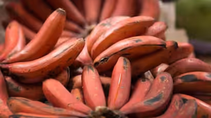 அடேங்கப்பா!! வெறும் வயித்துல செவ்வாழை சாப்பிட்டால் இத்தனை நன்மைகளா?!