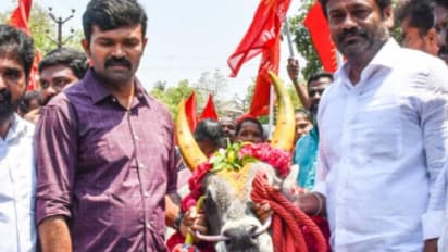 ജെല്ലിക്കെട്ട് കാളയുമായി നാമനിർദേശ പത്രിക നൽകാനെത്തി സ്ഥാനാര്ത്ഥി