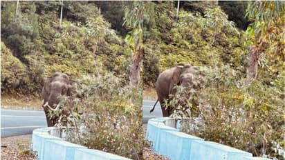 കെഎസ്ആർടിസി ബസിന് മുന്നിലേക്ക് പടയപ്പ, ഡ്രൈവിങ് സീറ്റിലെ ബെൽറ്റ് പൊട്ടിച്ചു, ശ്വാസമടക്കി യാത്രക്കാർ!