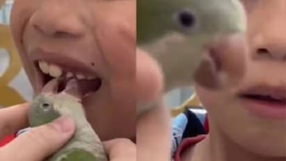 പല്ലെടുക്കുന്ന തത്തയെ കണ്ടിട്ടുണ്ടോ? ദേ ഇങ്ങോട്ട് നോക്കൂ, വൈറലായി വീഡിയോ 