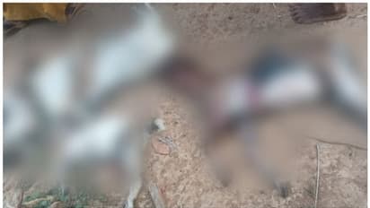 5 ആടുകളെ അജ്ഞാത ജീവി കടിച്ചു കൊന്നു; സംഭവം കോഴിക്കോട് ബാലുശ്ശേരിയിൽ 