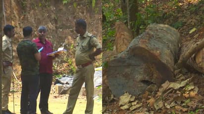 സുഗന്ധഗിരിയിൽ അനുമതി ഇല്ലാതെ മുറിച്ചത് 30 മരങ്ങൾ; മുൻകൂര്‍ ജാമ്യം തേടി പ്രതികൾ കോടതിയിൽ