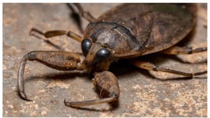 മനുഷ്യന്‍റെ കാല്‍വിരലുകളില്‍ കടിക്കുന്ന കീടങ്ങള്‍ പെരുകുന്നെന്ന് റിപ്പോര്‍ട്ട് 