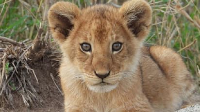 Bollywood inspiration: Lion cubs at Nandankanan Zoo named Amar, Akbar, Anthony; check details