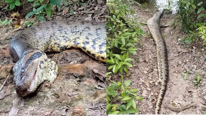 World’s largest Green Anaconda, discovered weeks ago, found dead in Amazon rainforest