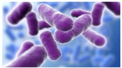 ആന്ത്രാക്സ് ഭീതി, കന്നുകാലികൾക്ക് നിരീക്ഷണം ഏർപ്പെടുത്തും, ജാഗ്രതാ നിർദേശങ്ങളുമായി തായ്ലന്റ് സർക്കാർ