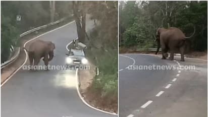 വയനാട്ടില്‍ കാറിന് നേരെ പാഞ്ഞടുത്ത് കാട്ടാന; പേടിപ്പെടുത്തുന്ന വീഡിയോ...