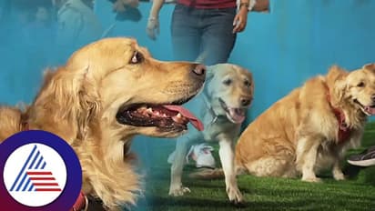 Bengaluru: RCB 'Dog Out'..! ಪ್ರಾಣಿಪ್ರಿಯರಿಗೆ ಗುಡ್ ನ್ಯೂಸ್ ಕೊಟ್ಟ ಚಿನ್ನಸ್ವಾಮಿ ಸ್ಟೇಡಿಯಂ