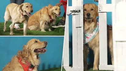 Bengaluru: RCB makes history with ‘dog out’ section at Chinnaswamy stadium for furry friends