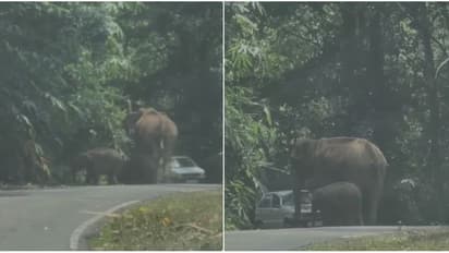 വളവുതിരിഞ്ഞപ്പോൾ മുന്നിൽ കാട്ടാനയും കുഞ്ഞും, കാറിന് നേരെ ആക്രമണം, യാത്രക്കാർ രക്ഷപ്പെട്ടത് തലനാരിഴക്ക് -വീഡിയോ