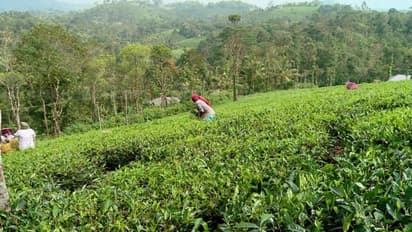 ഉടുമ്പൻചോല മണ്ഡലത്തിൽ ഇരട്ടവോട്ടെന്ന് റവന്യൂ വകുപ്പ് കണ്ടെത്തൽ; വോട്ടര്മാര്ക്ക് നോട്ടീസ് അയച്ചു