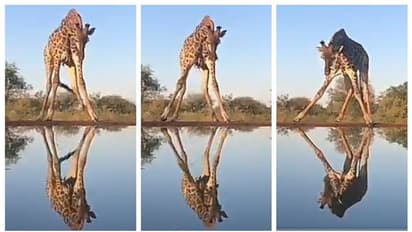 'വെള്ളം വെള്ളം സര്‍വത്ര, പക്ഷേ...'; വെള്ളം കുടിക്കാന്‍ കഷ്ടപ്പെടുന്ന ജിറാഫിന്‍റെ വീഡിയോ വൈറൽ