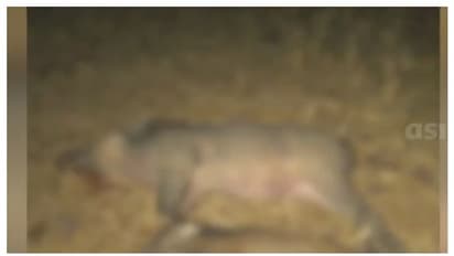 കുമളിയിൽ കർഷകനെ ആക്രമിച്ച കാട്ടുപോത്തിനായി തെരച്ചിൽ; കുഴൽമന്ദത്ത് വയോധികയെ ആക്രമിച്ച കാട്ടുപന്നിയെ കൊന്നു