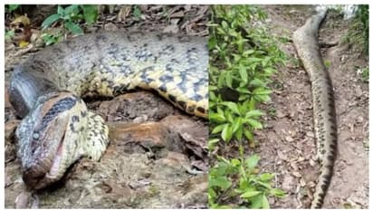 മനുഷ്യൻ കണ്ടെത്തി, വെറും അഞ്ച് ആഴ്ച; ലോകത്തിലെ ഏറ്റവും വലിയ അനക്കോണ്ട ചത്ത നിലയിൽ