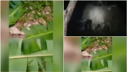 ജനവാസ മേഖലയിൽ കാട്ടാനക്കൂട്ടം; വാഴക്കൃഷി നശിപ്പിച്ചു, നാട്ടുകാർ ബഹളം വെച്ചതോടെ മടങ്ങി