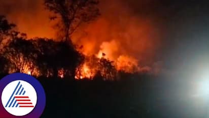 ಜರ್ಸಿ ತಳಿ ಉತ್ಪಾದನಾ ಘಟಕದ ಹುಲ್ಲುಗಾವಲಿಗೆ ಬೆಂಕಿ; ಹತ್ತಾರು ಎಕರೆ ಹಸಿ ಹುಲ್ಲು ಸುಟ್ಟು ಭಸ್ಮ!