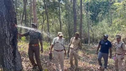 இயற்கையின் அதிசயம்...  சேமித்து வைத்து கொண்டு வெட்டும் போது பம்பு செட் போல் தண்ணீரை பீச்சி அடித்த மரம்! வீடியோ