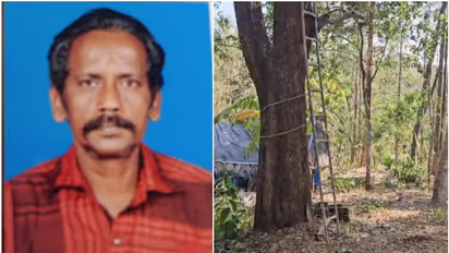 പുളിങ്ങ പറിക്കാൻ കയറിയ വയോധികൻ മരത്തില്‍ നിന്ന് വീണുമരിച്ചു