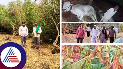 ವಿಜಯಪುರ: ಬರದ ನಡುವೆ ಬಿರುಗಾಳಿ, ಸಿಡಿಲಿನ ಅರ್ಭಟಕ್ಕೆ ಬೆಳೆ ಹಾನಿ ಜಾನುವಾರು ಸಾವು