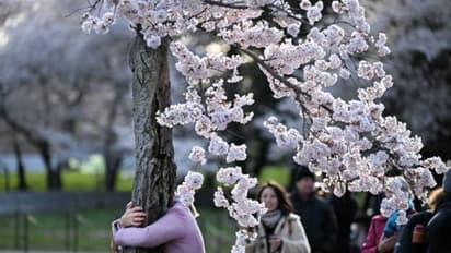 ആയിരക്കണക്കിനാളുകൾ ഒഴുകിയെത്തുന്നു, ഈ മരത്തെ കാണാനായി മാത്രം, കരഞ്ഞുകൊണ്ട് മടങ്ങുന്നു