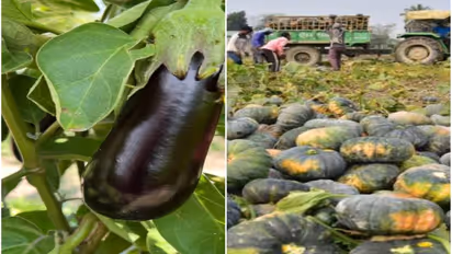 7 Best summer vegetable plants that are easy to grow at home