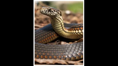  పాము కాటు వేసినట్టు కల పడితే.. అర్థమేంటో తెలుసా? 