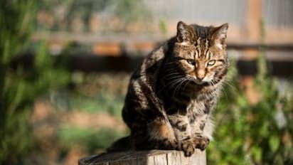 നായ്ക്കളെ കൊണ്ട് സ്വന്തം പൂച്ചയെ കൊല്ലിച്ചു, വീഡിയോ സോഷ്യല്‍ മീഡിയയിലും ഇട്ടു; യുവാവ് അറസ്റ്റില്‍