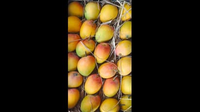 Health Tips: ಮಾವು ತಿಂದ್ರೆ ತೂಕ ಹೆಚ್ಚಾಗುತ್ತಾ? ಇಲ್ಲಿದೆ ನಿಮ್ಮೆಲ್ಲ ಪ್ರಶ್ನೆಗೆ ಉತ್ತರ