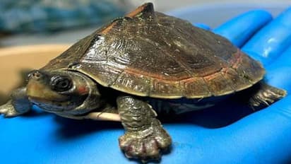 ഇത് ആര് കാണിച്ച ക്രൂരത? വൈദ്യുതാഘാതമേറ്റ് ചത്തത് നൂറുകണക്കിന് ആമകൾ, കാരണക്കാരെ കണ്ടെത്താൻ അന്വേഷണം