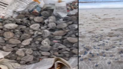 Turtles : பெசன்ட் நகர் பீச்.. கடலுக்குள் அனுப்பப்பட்ட குட்டி ஆமைகள் - இவை டைனோசர் காலத்தை சேர்ந்ததாம்! வீடியோ!