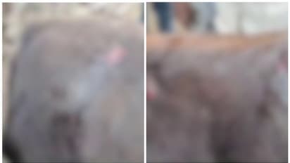 തലയാർ എസ്റ്റേറ്റിൽ വീണ്ടും കടുവ; മേയാൻ വിട്ട പശുവിനെ ആക്രമിച്ചു