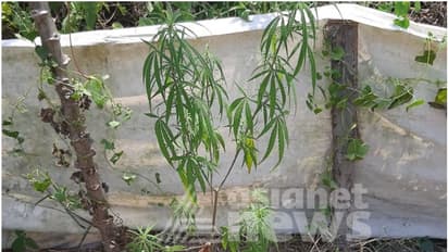 കപ്പ കൃഷിക്കൊപ്പം കഞ്ചാവ് ചെടി വളർത്തലും; കേസെടുത്ത് എക്സൈസ് 