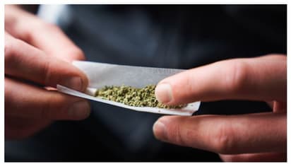 കഞ്ചാവ് വലിക്കാം, വീട്ടിൽ നട്ടുവളര്ത്താം, അതും മൂന്ന് ചെടികൾ വരെ; ആഘോഷിച്ച് ആളുകൾ, പുതിയ നിയമം ജര്മ്മനിയിൽ