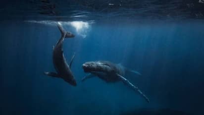 തിമിംഗലങ്ങളെ വ്യക്തികളായി പരിഗണിക്കണം, ആവശ്യം ശക്തമാക്കി പസിഫിക്ക് ഗോത്രനേതാക്കൾ