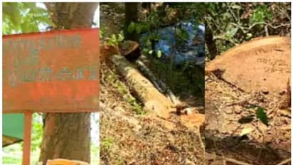 സുഗന്ധഗിരി മരംമുറി: 'മാനസികമായി പീഡിപ്പിച്ചു'; അന്വേഷണ സംഘത്തിനെതിരെ ആരോപണവുമായി വനിത റേഞ്ച് ഓഫീസര്‍